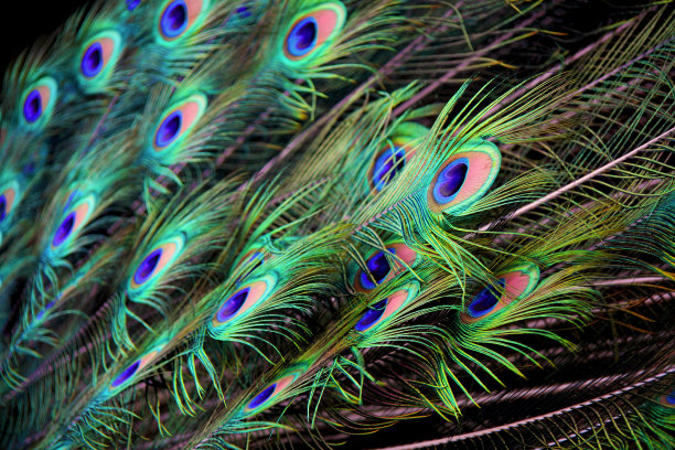 微距照片，一只美丽的孔雀尾巴羽毛。图片下载