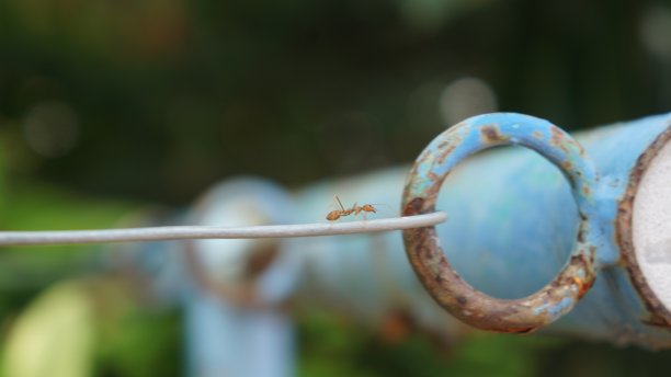 在电缆上行走的红蚂蚁的特写照片图片下载