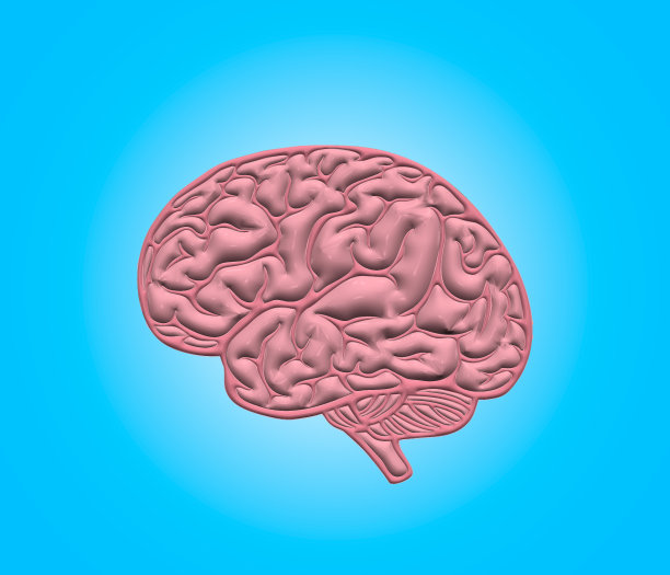 人脑的三维模型图片下载