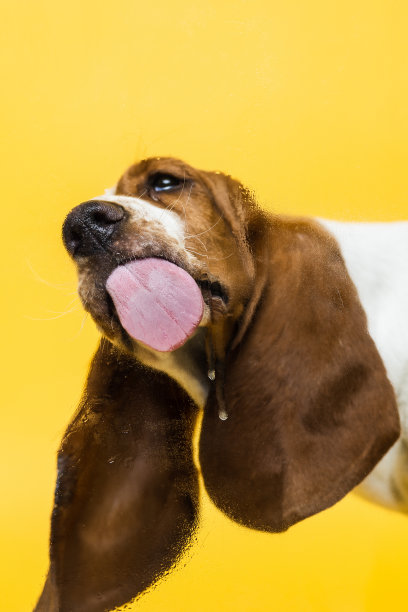 巴吉度猎犬三个月大的小狗舔玻璃。有趣的狗画像，舌头伸出来。黄色背景。图片下载