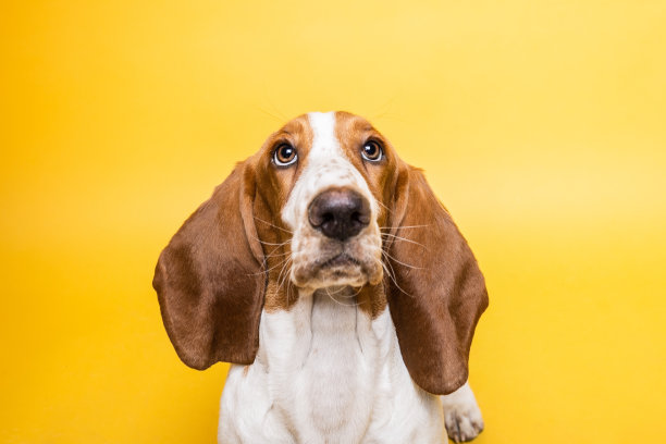照相机里三个月大的巴吉度猎犬。黄色背景下有趣的狗肖像。图片下载