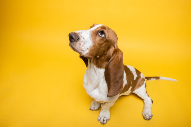 巴吉度猎犬三个月大的小狗正在抬头。黄色背景下有趣的狗肖像。图片下载