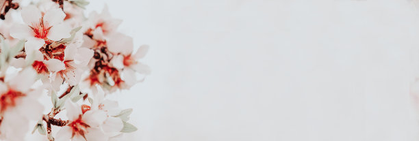 粉红色杏仁花背景特写图片下载