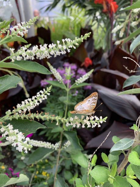 2023年春天，各色鲜艳的蝴蝶花盛开，在明亮的阳光下，蝴蝶在它们周围飞舞图片下载