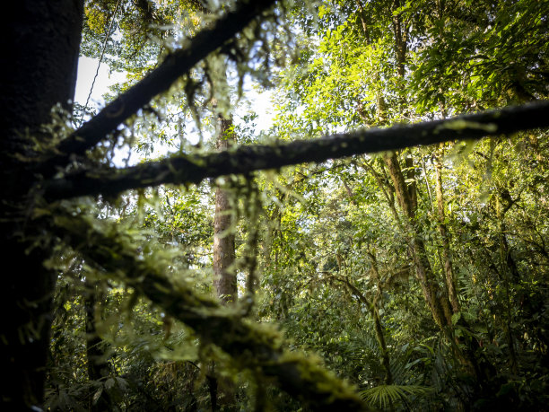 哥斯达黎加云雾森林中的一棵树图片下载