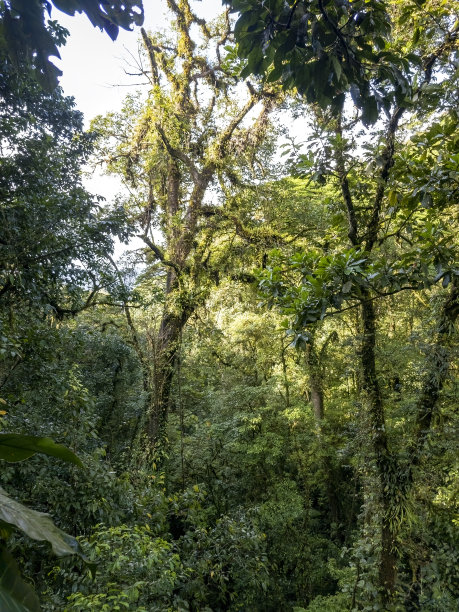 哥斯达黎加云雾森林中的一棵树图片下载