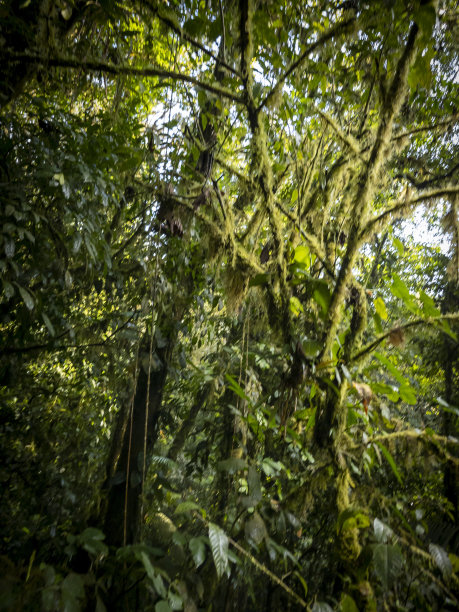 在哥斯达黎加云雾森林中覆盖着地衣和共生植物的树图片下载