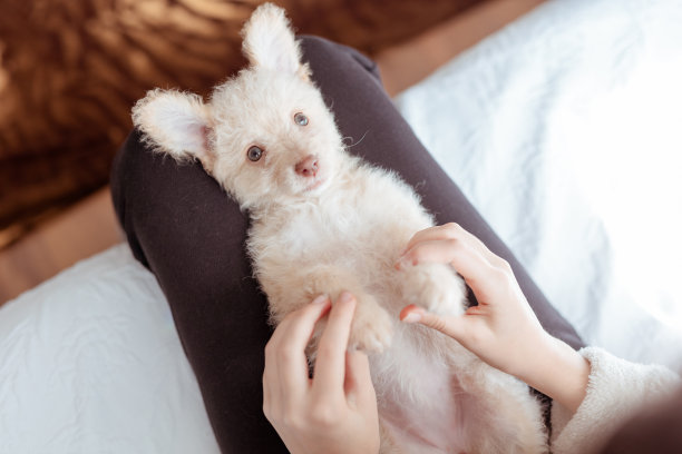 主人爱的小狗图片下载