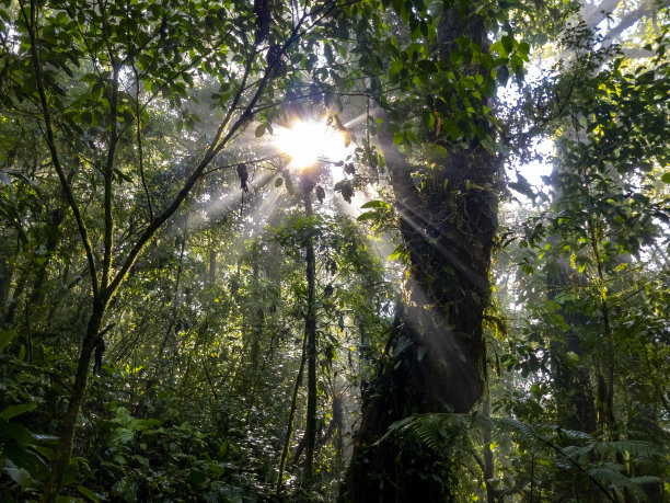 哥斯达黎加云雾森林中的树冠图片下载