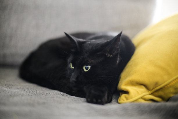 孟买猫图片下载