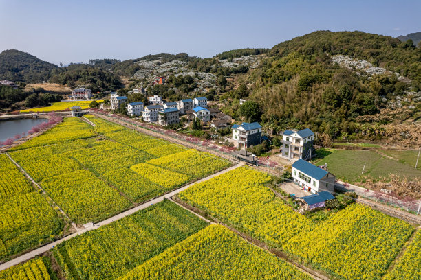 黄色的油菜花田在农村图片下载
