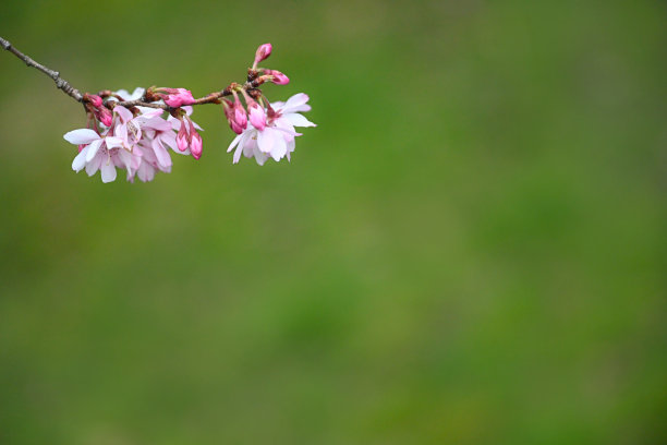 樱花图片下载