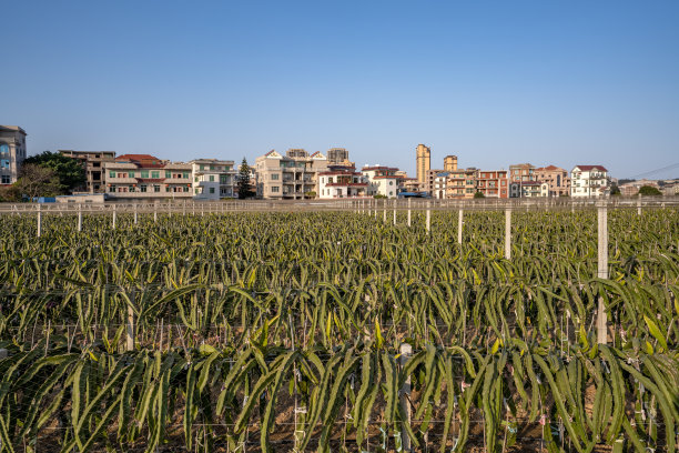 小镇火龙果种植基地图片下载