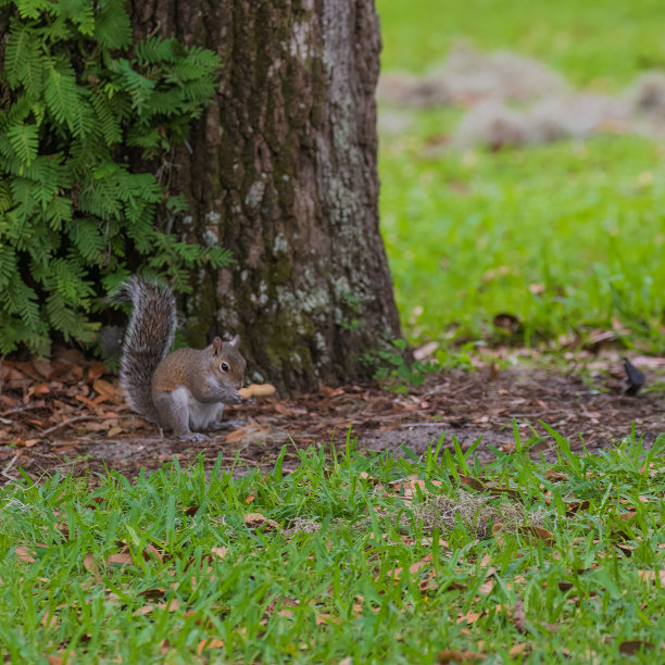 松鼠爱图片下载