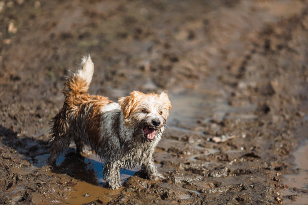 狗在水坑里。一只肮脏的杰克罗素梗小狗站在路上的泥泞中。春雨后潮湿的地面图片下载