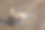 狗在水坑里。一只肮脏的杰克罗素梗小狗站在路上的泥泞中。春雨后潮湿的地面图片下载