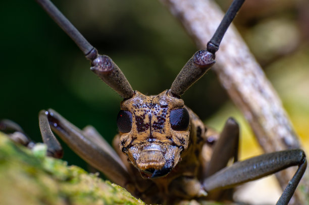 昆虫的肖像图片下载