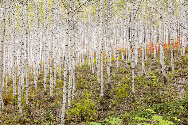 秋天的风景图片下载