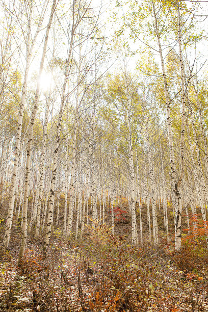 秋天的风景图片下载