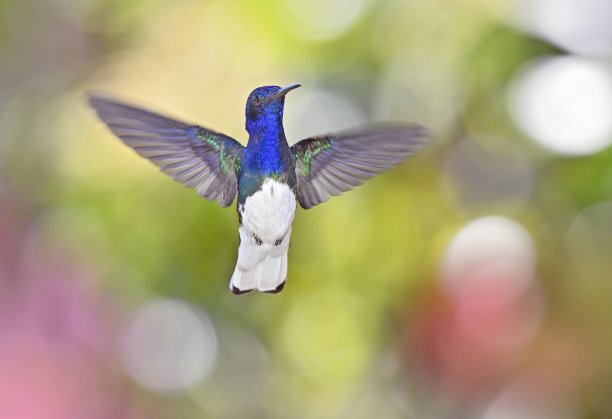 飞行中的白颈雅各宾蜂鸟图片下载