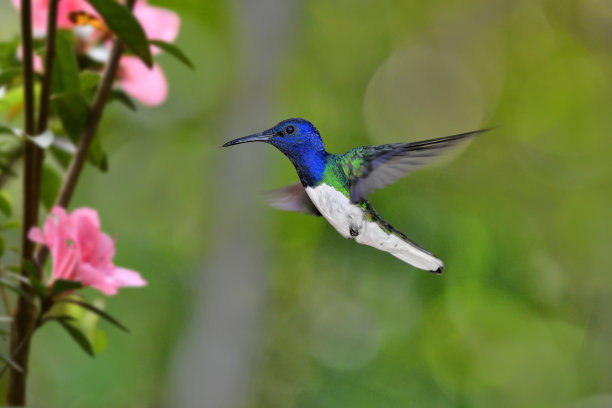 飞行中的白颈雅各宾蜂鸟图片下载