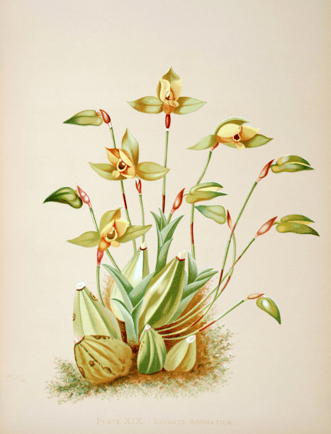 兰花(ly种姓Aromatica)。古董兰花插图。ca 1885图片下载