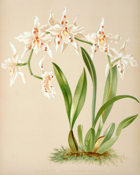 兰花(亚历山兰花属)。古董兰花插图。ca 1885图片下载