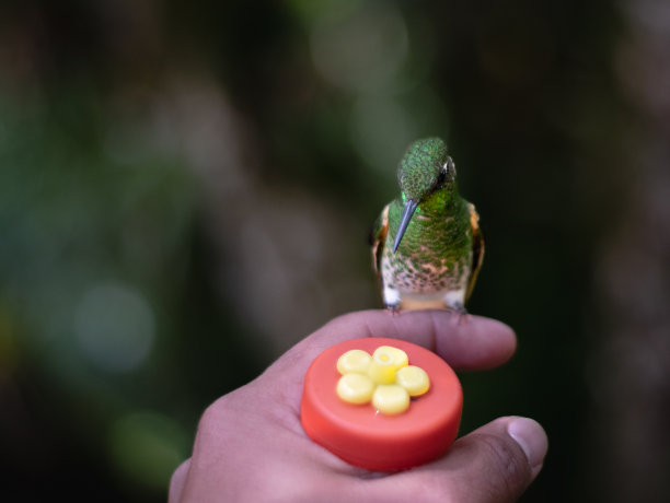 蜂鸟在人手上觅食 - 摄影素材图片下载