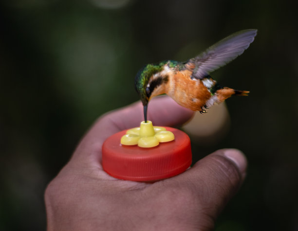蜂鸟在人手上觅食 - 摄影素材图片下载