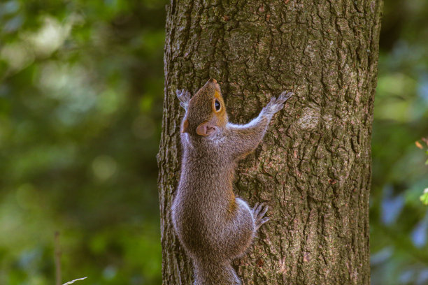 一只平静而满足的灰松鼠在自然保护区的树上图片下载