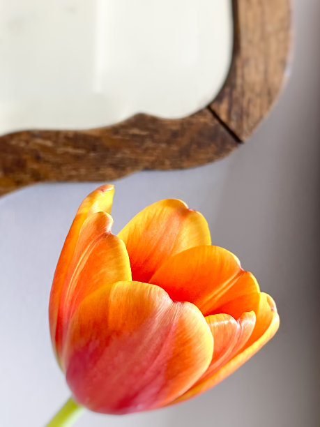 美丽的郁金香图片下载