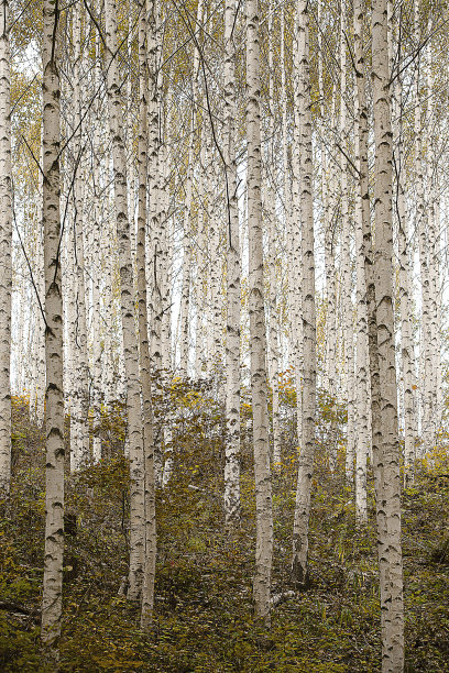 秋天的风景图片下载