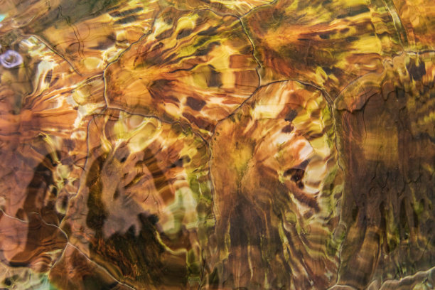 一个绿色海龟壳的纹理图案图片下载