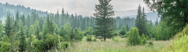 雾蒙蒙的早晨，森林边缘，山林林立，全景尽收眼底图片下载