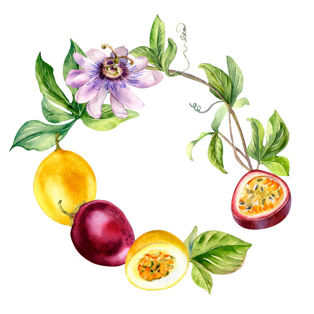 花环的热带水果和花卉水彩插图孤立的白色背景。图片下载