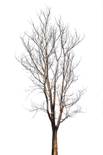 孤立的树在白色的背景，美丽的植物适合在建筑设计中使用。图片下载