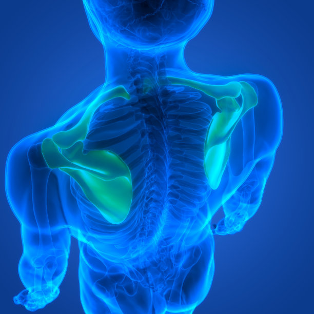 人体骨骼系统胸(肩)带骨关节解剖图片下载