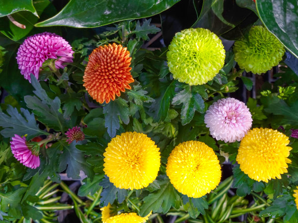 五彩缤纷的大丽花和菊花在花园里，雏菊图片下载