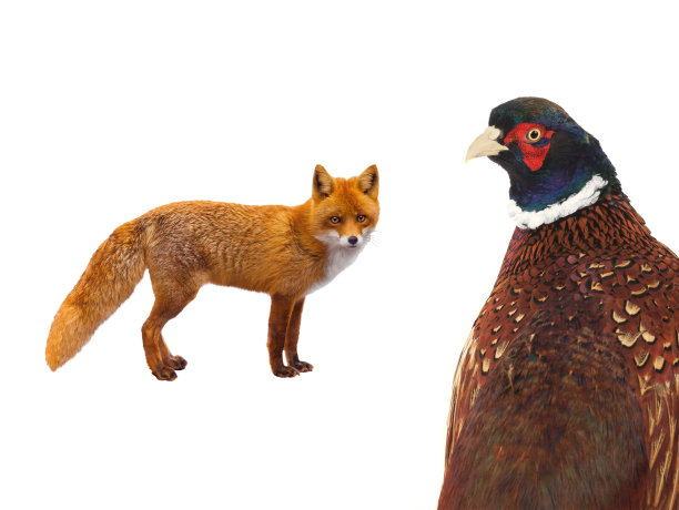 白色背景上的野鸡和狐狸图片下载