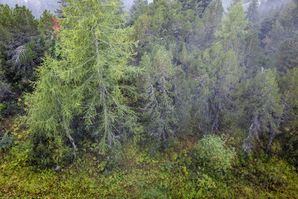 瑞士格劳宾登，多雾天气的常绿松树图片下载