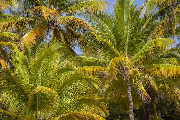加勒比热带棕榈树在索纳岛，蓬塔卡纳，多米尼加共和国图片下载