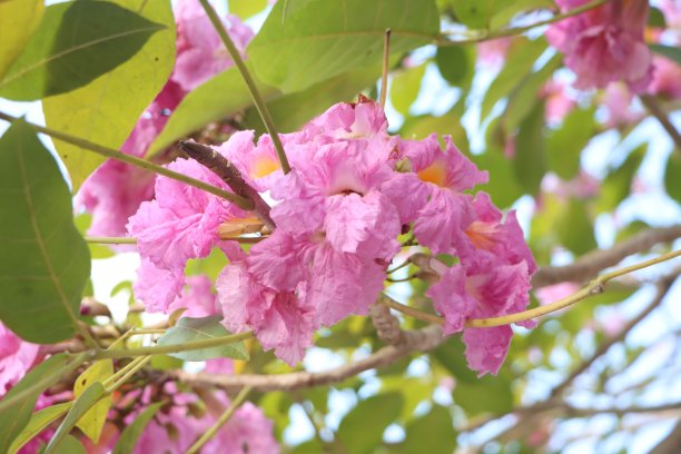 玫瑰，粉色喇叭花在芹苴大学校园，2023年3月，芹苴市，越南图片下载