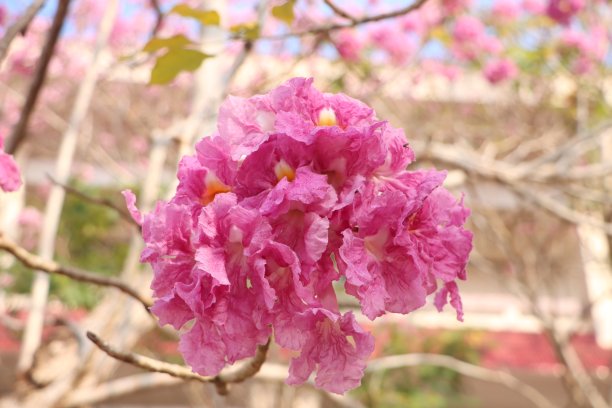 玫瑰，粉色喇叭花在芹苴大学校园，2023年3月，芹苴市，越南图片下载