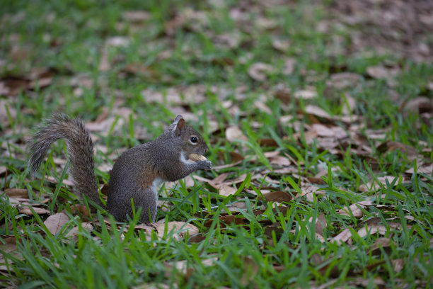 松鼠吃图片下载