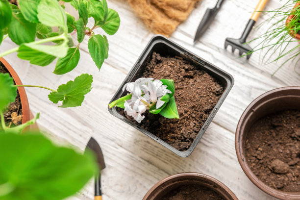 将室内植物平铺。顶部视图的园艺工具，紫色风信子发芽，植物和土壤在白色木桌。在家种植盆栽。都市丛林关怀。园艺。高角视图图片下载