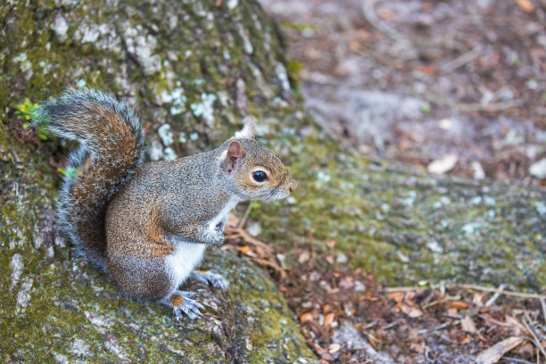 松鼠爱图片下载