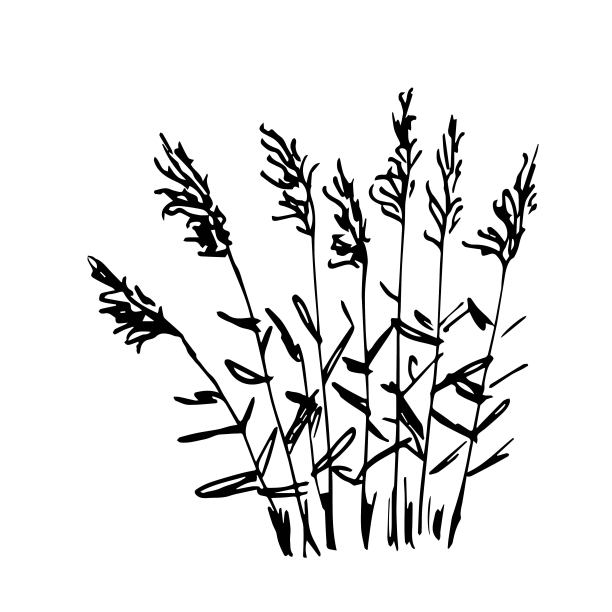 简单的黑色轮廓矢量绘图。一丛丛的芦苇，一丛潘帕斯草。野生植物。用墨水写生。图片下载