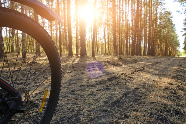 以松树林和落日为背景的自行车车轮。图片下载