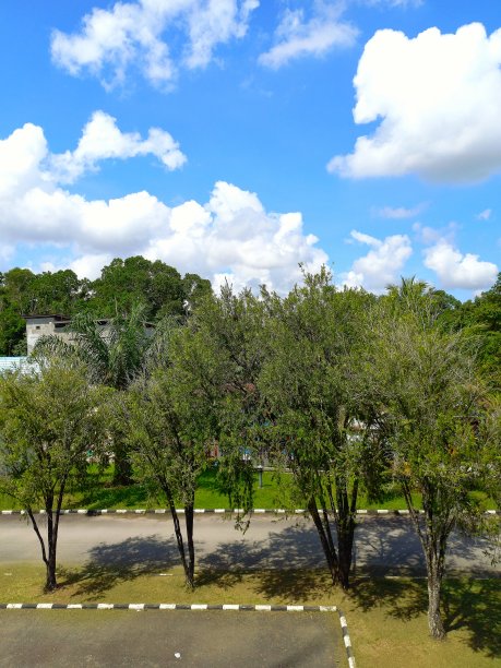 成排的树木沐浴在阳光下，背景是蓝天。图片下载