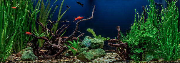 淡水水族馆与障碍，绿色的石头，热带鱼和水生植物。图片下载